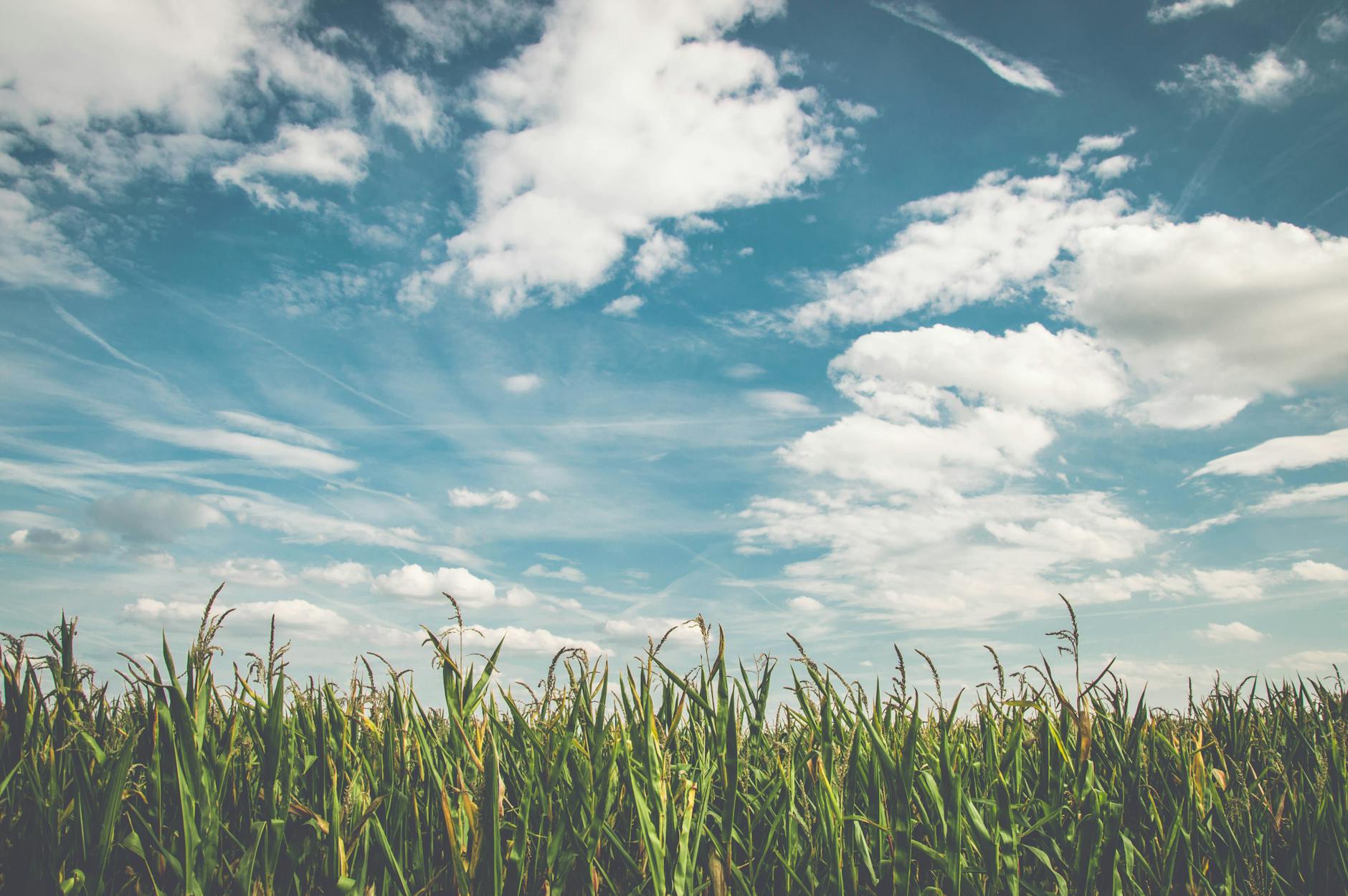 corn field and sky
